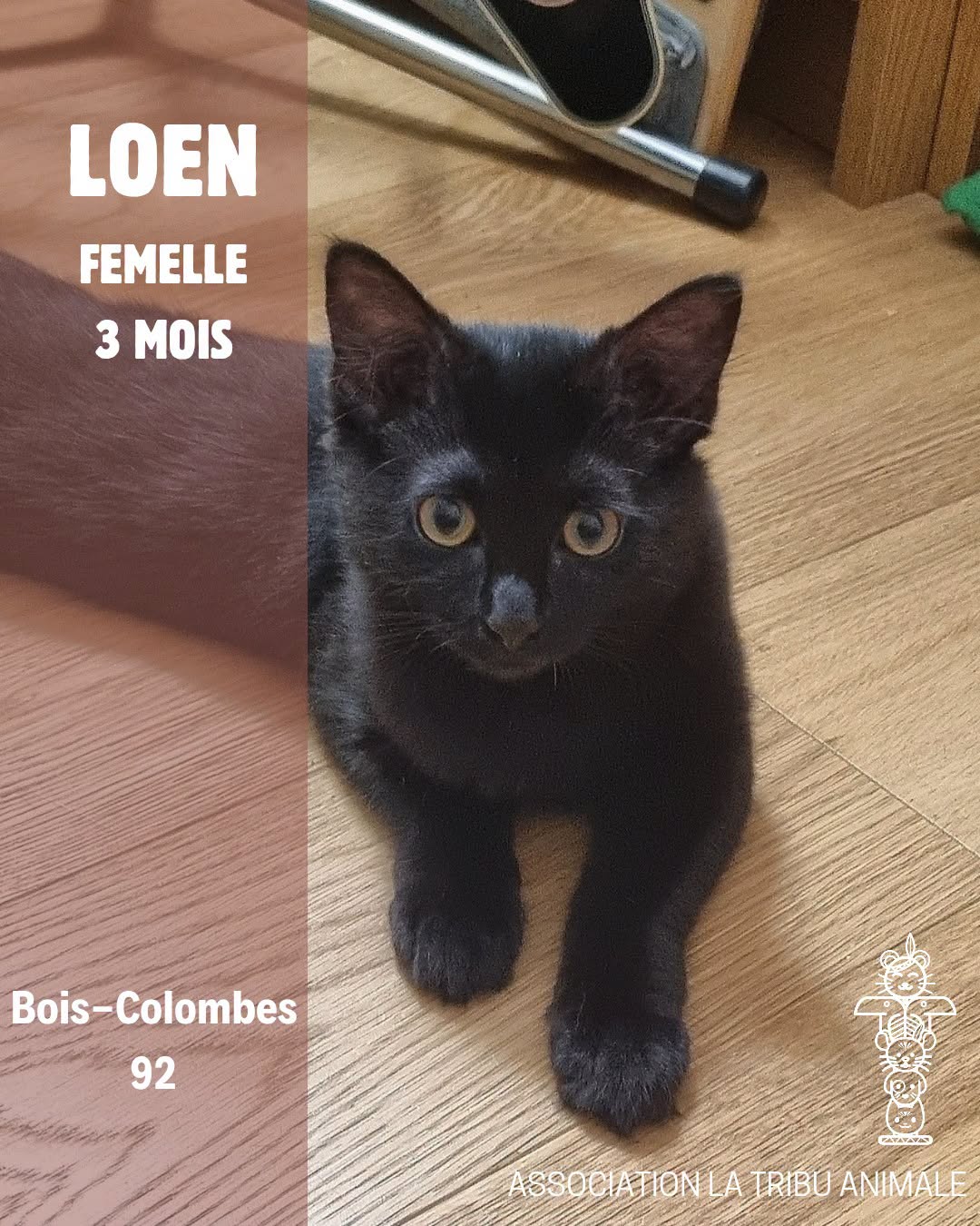 Adopter Loen