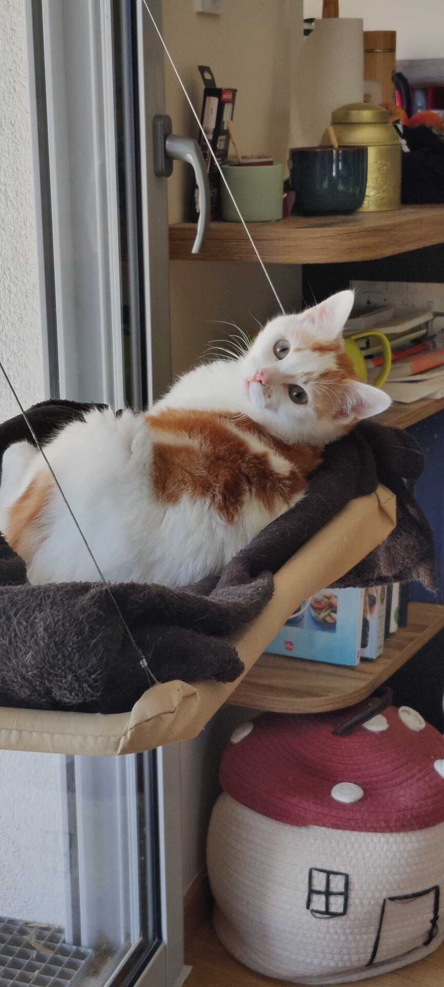 Adopter Hugin