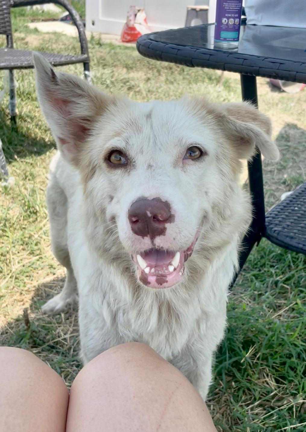 Adoption BELLE