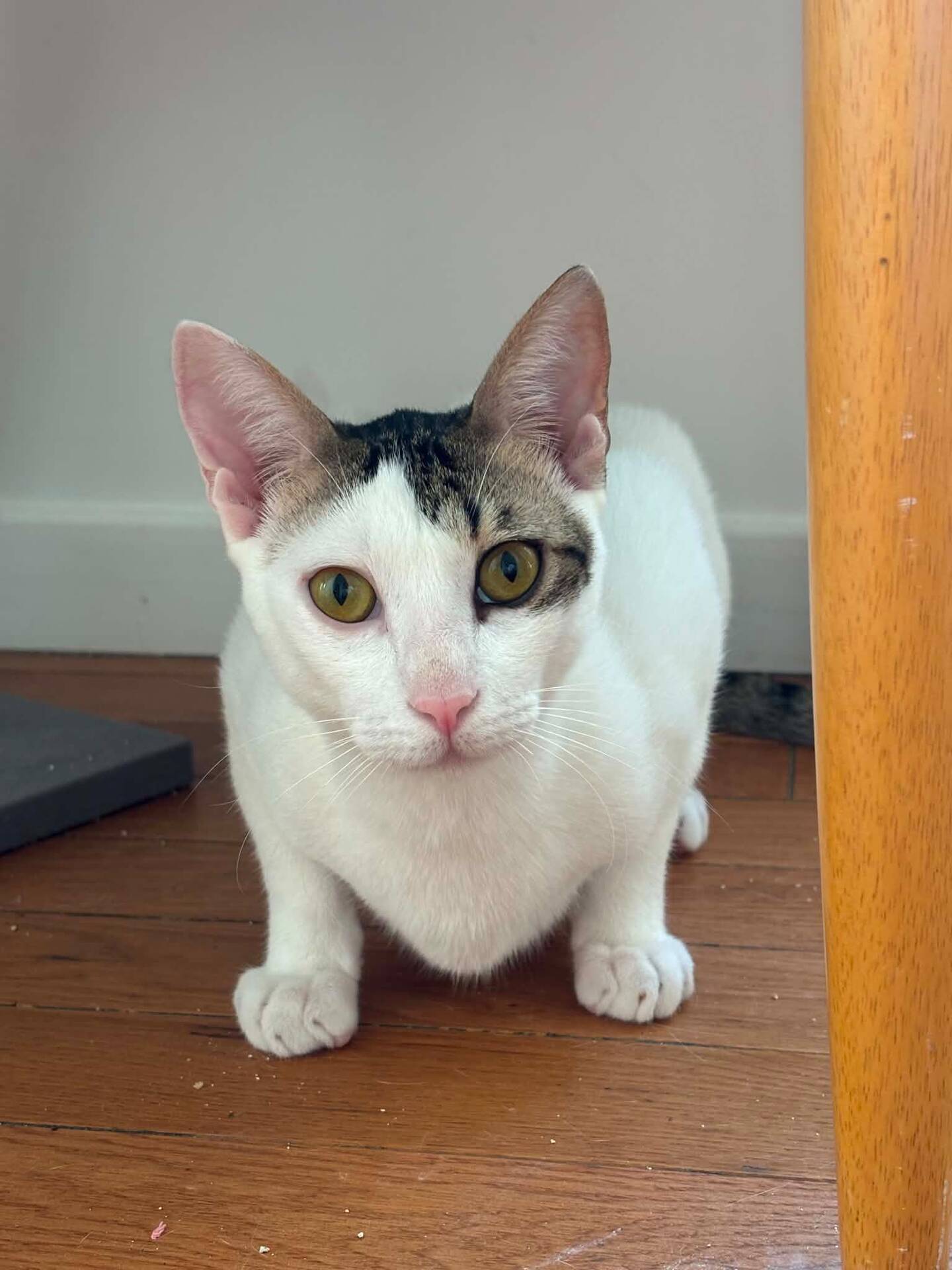 Adopter Muxu (bisou en basque)