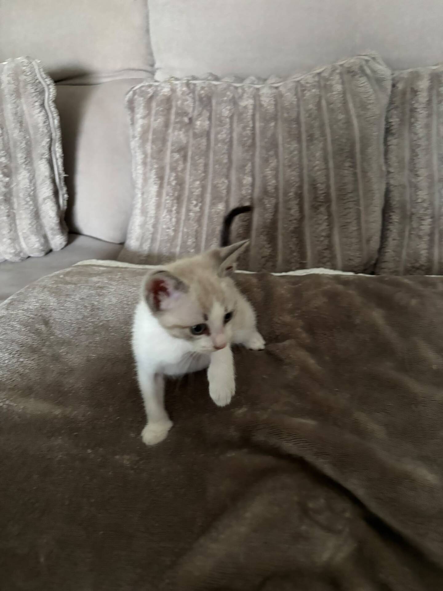 Adoption OSLO et BALI