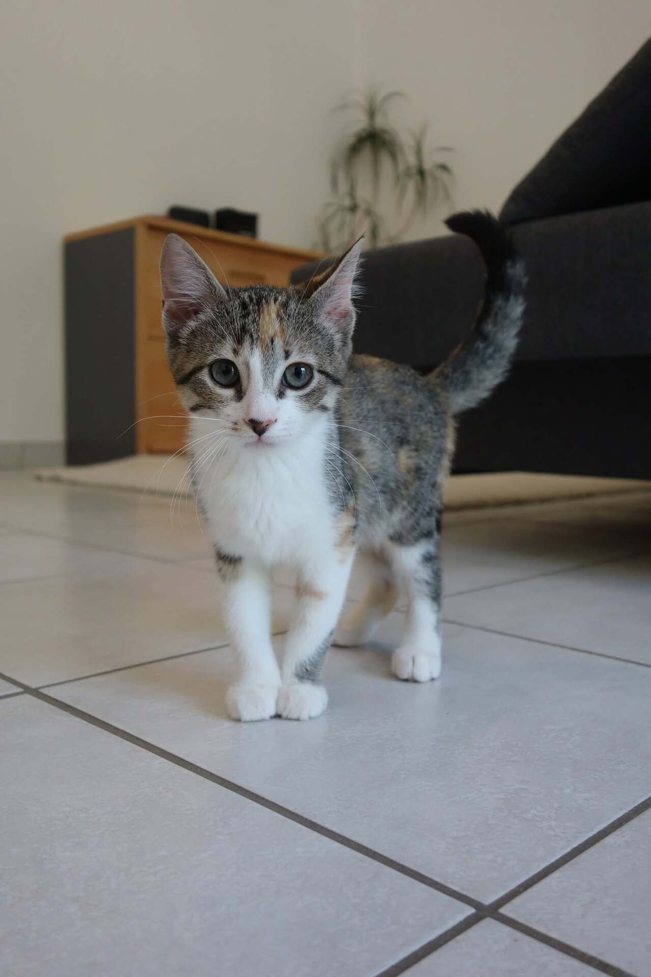 Adopter Laïka