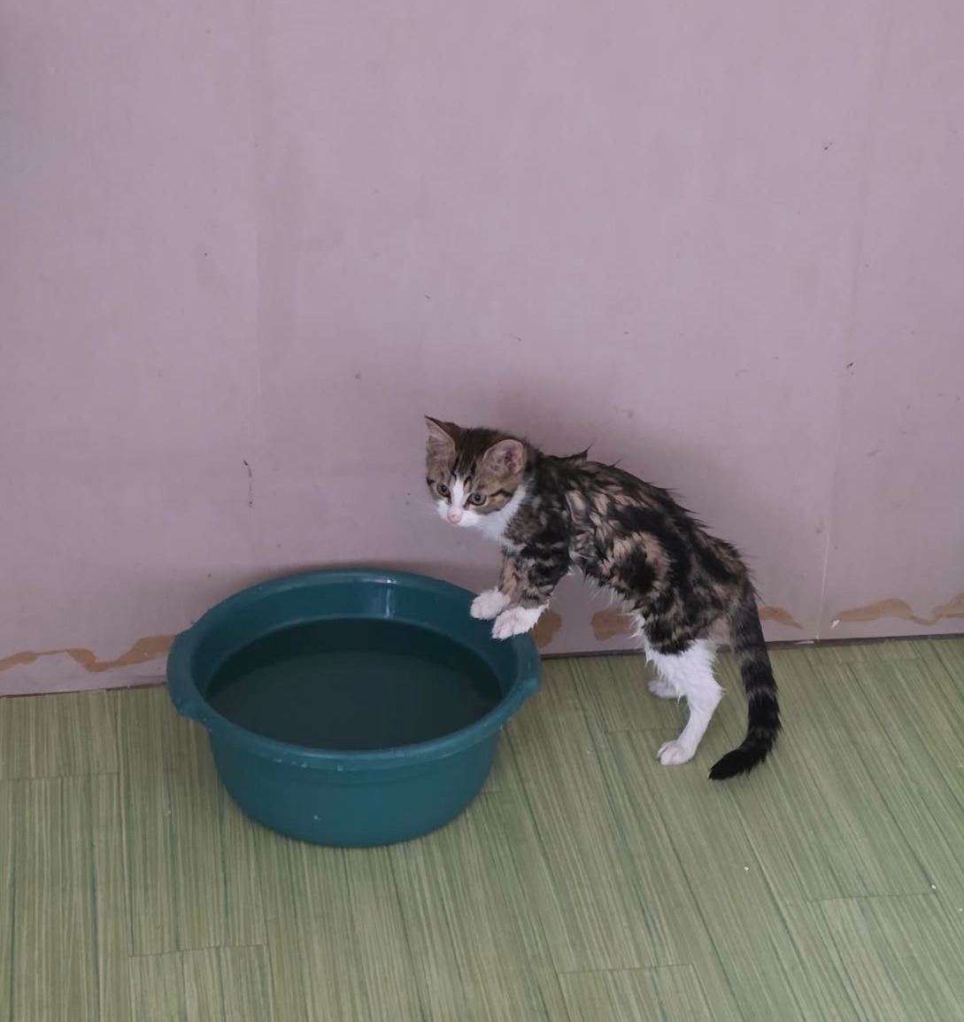 Adoption La Joconde