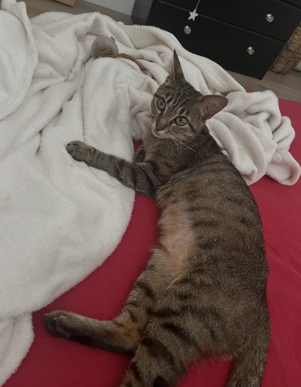 Adopter Pippa et Arlo