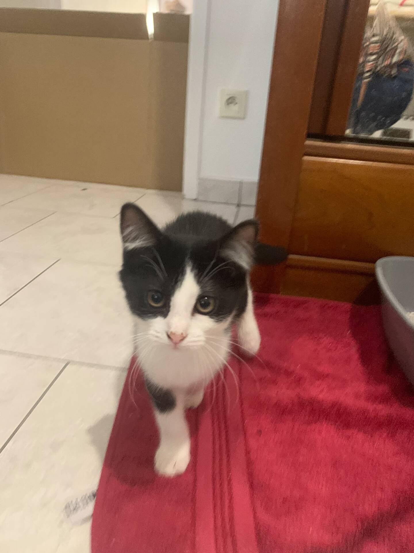 Adopter Benco