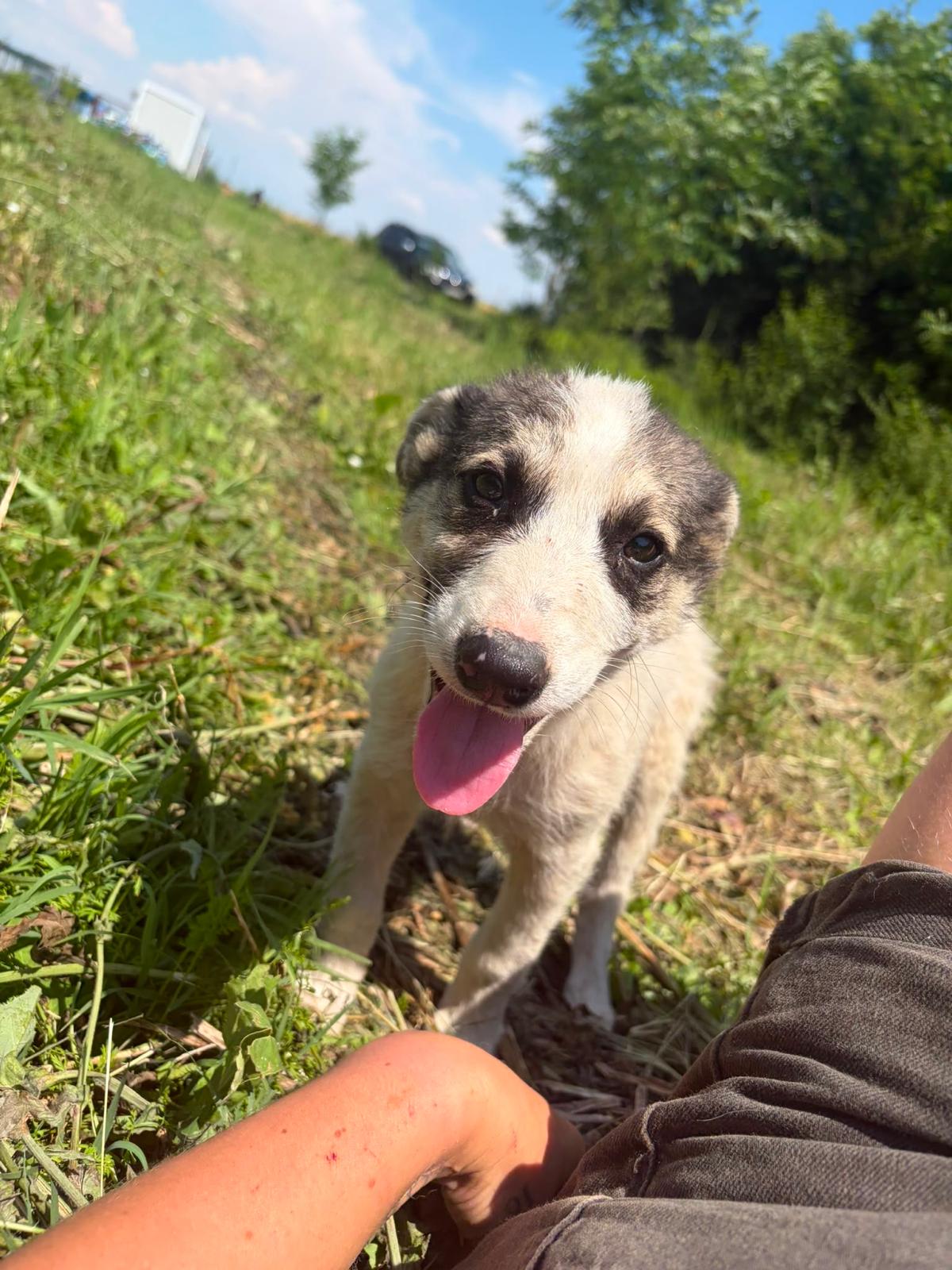 Adopter NELLY