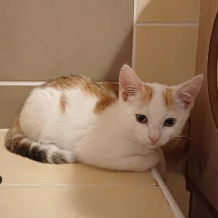 Adoption PUNCKY et ROCKY