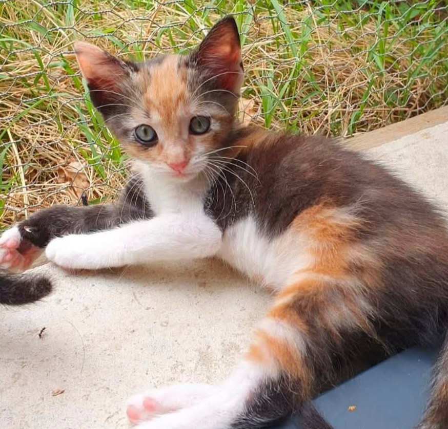 Adopter Messalinne