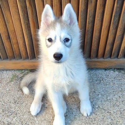 Adopter HURLEY