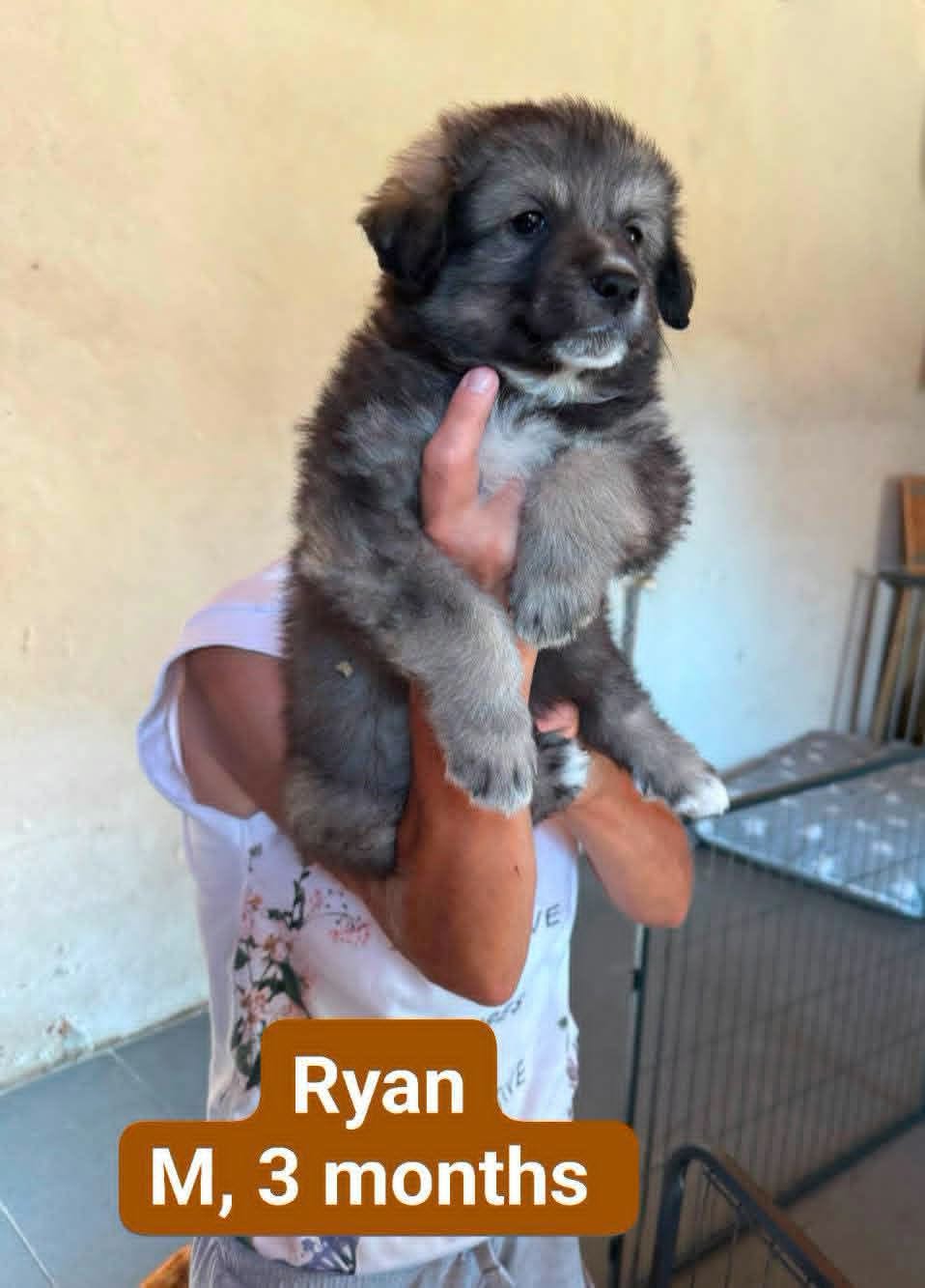 Adopter RYAN