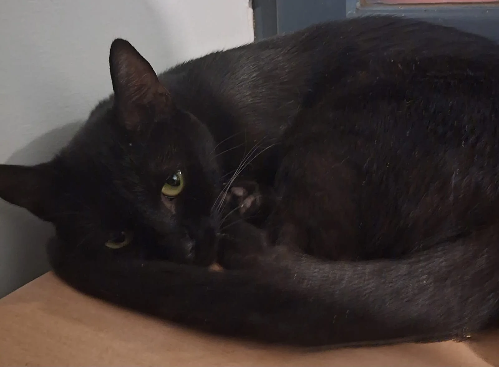 Adopter APHRODITE