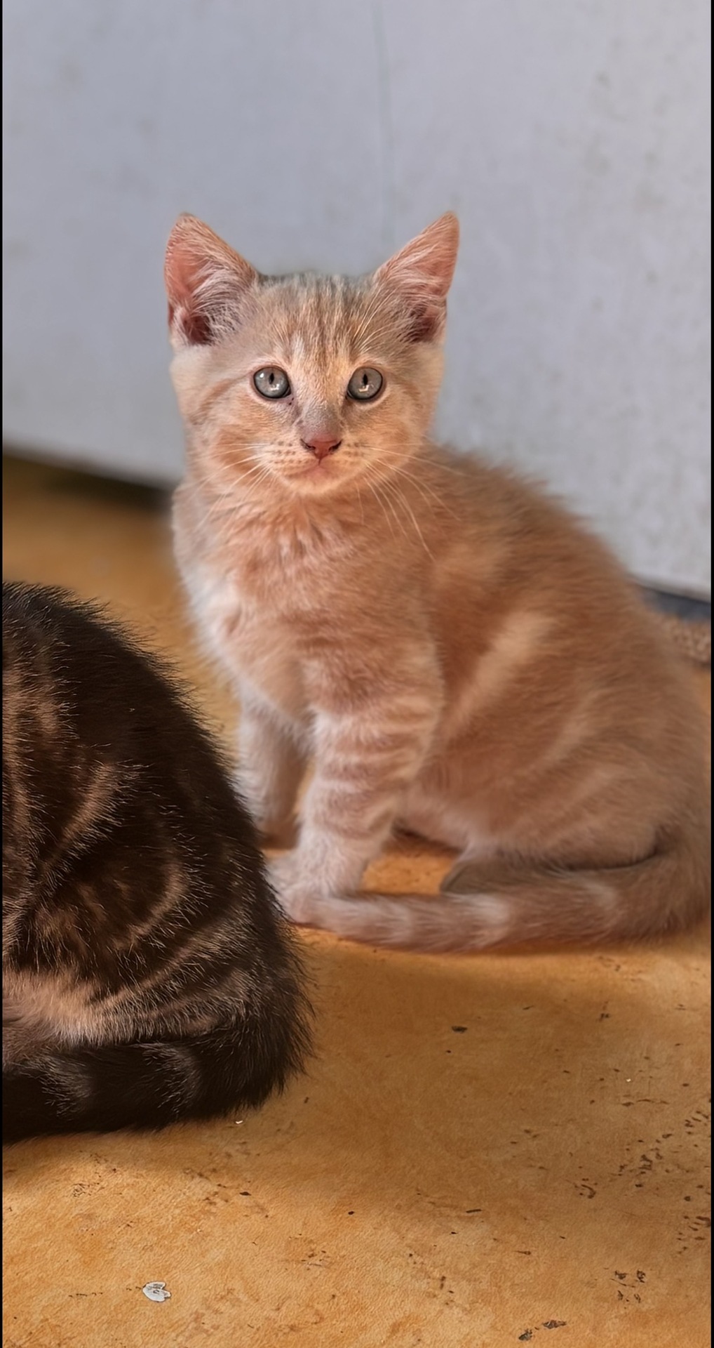 Adopter Bijoux