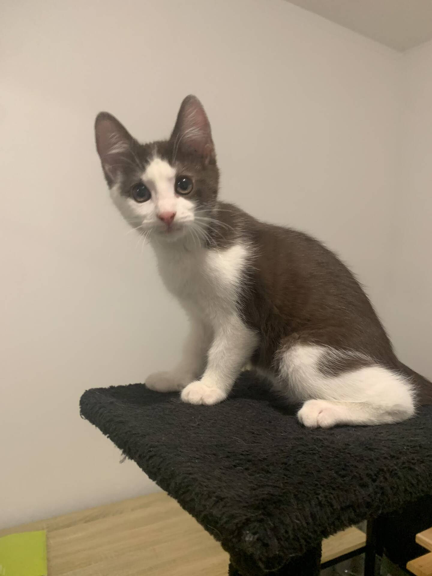 Adoption Kay