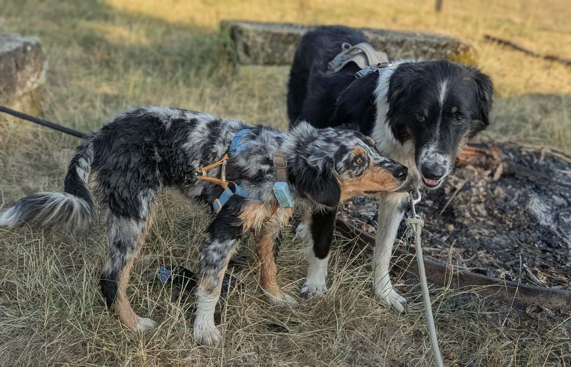 Adoption Ozzy