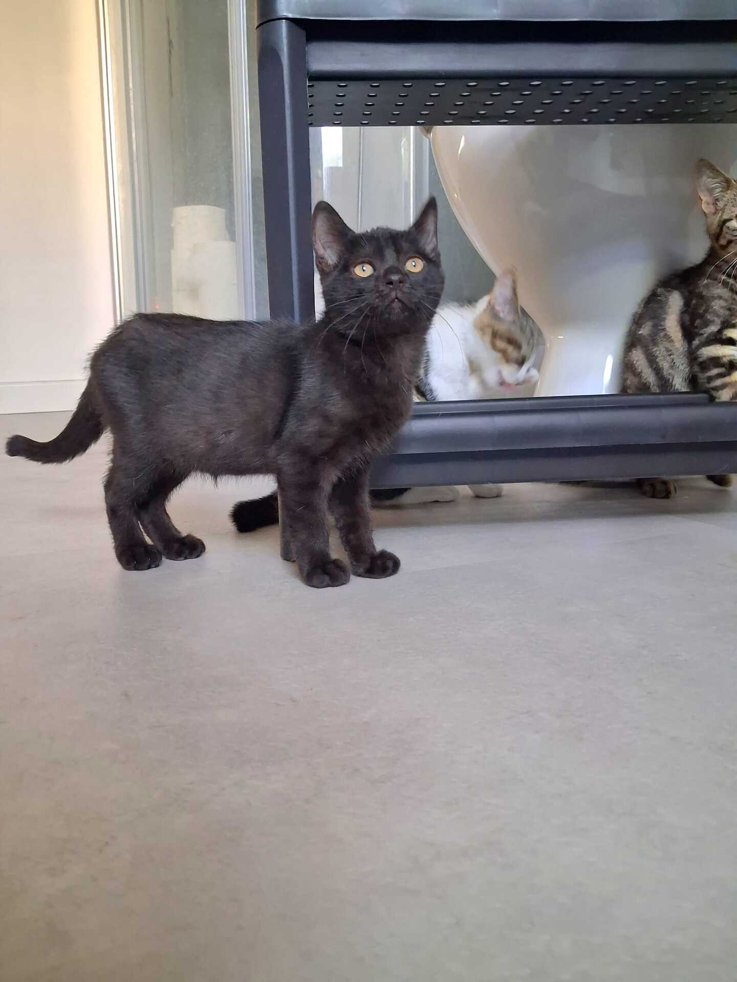 Adoption Emi