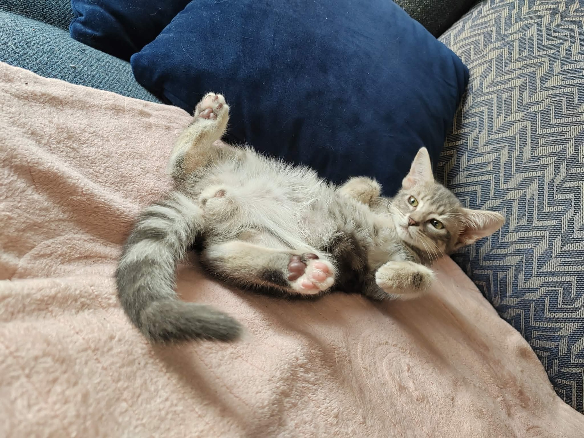 Adopter BAILEYS