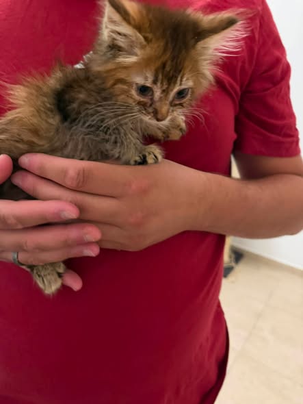 Adopter Kalindi