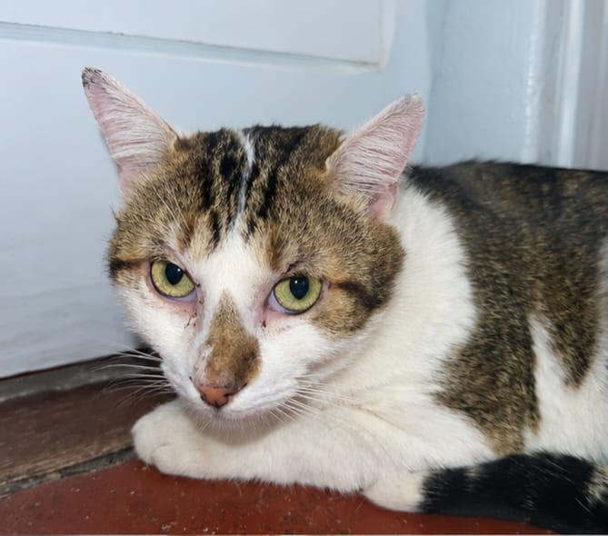 Adopter Basil
