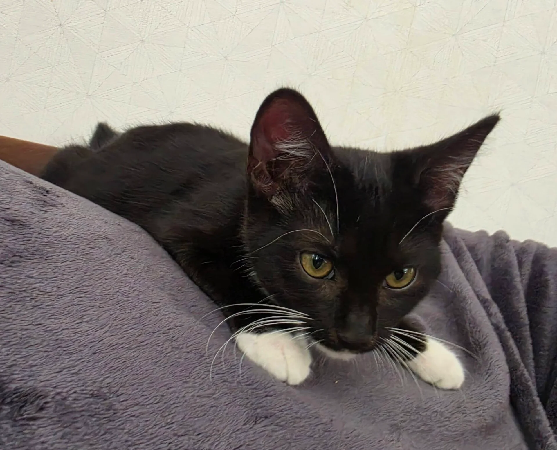 Adoption CALINE