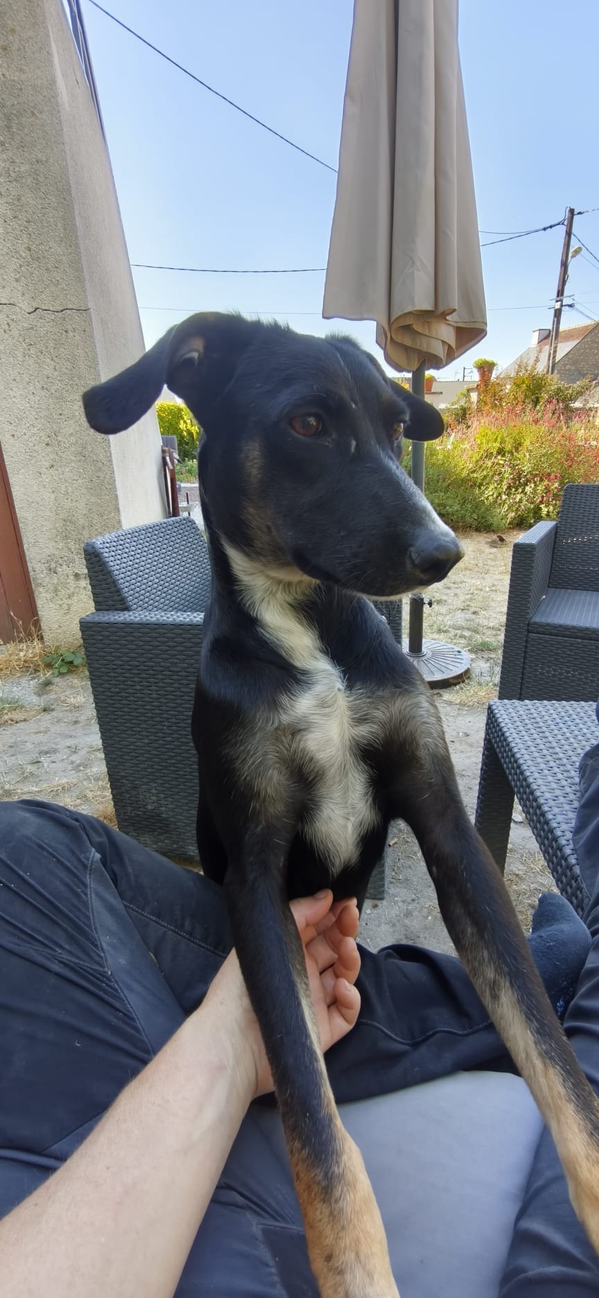 Adoption Shania