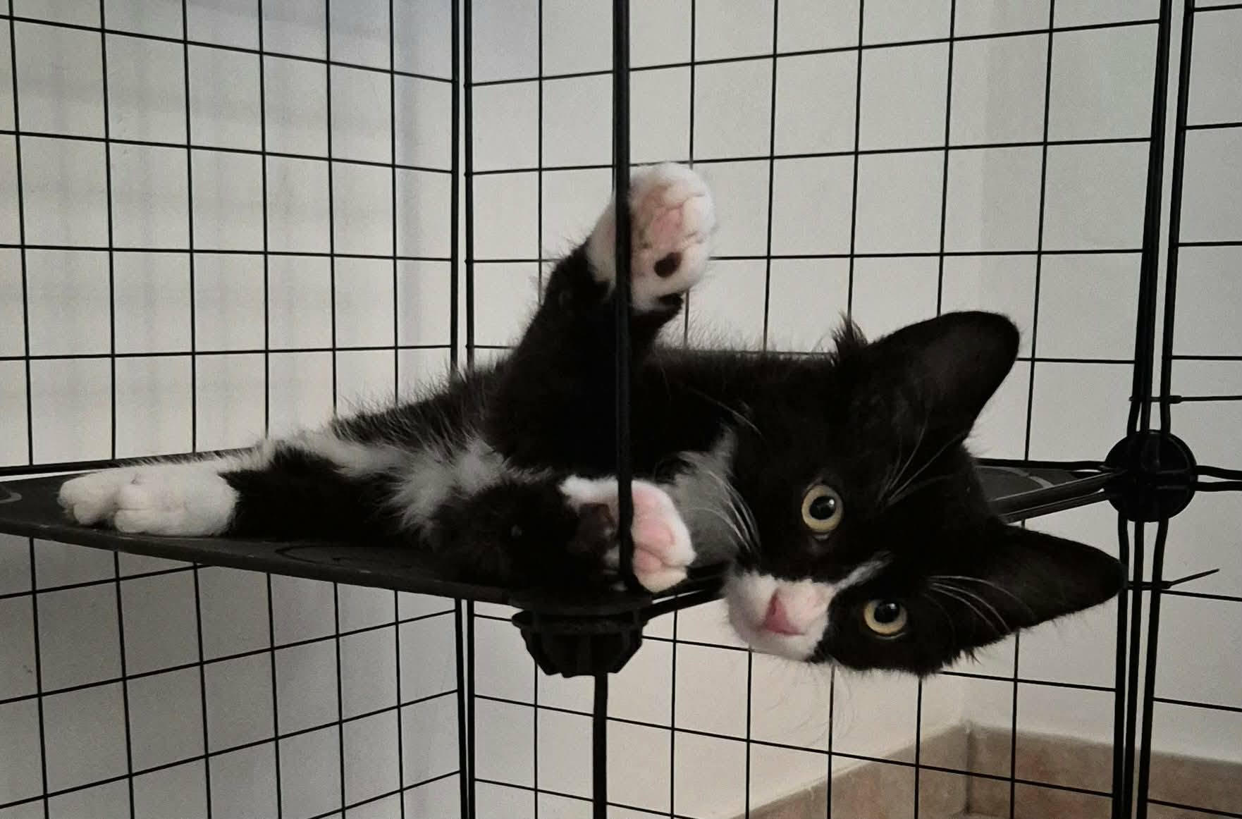 Adopter MERLIN