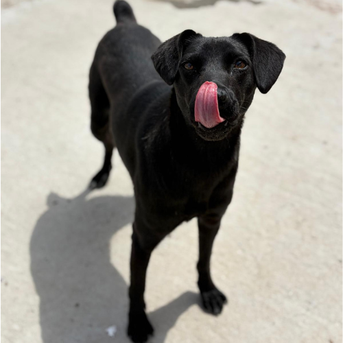Adopter LAIKA