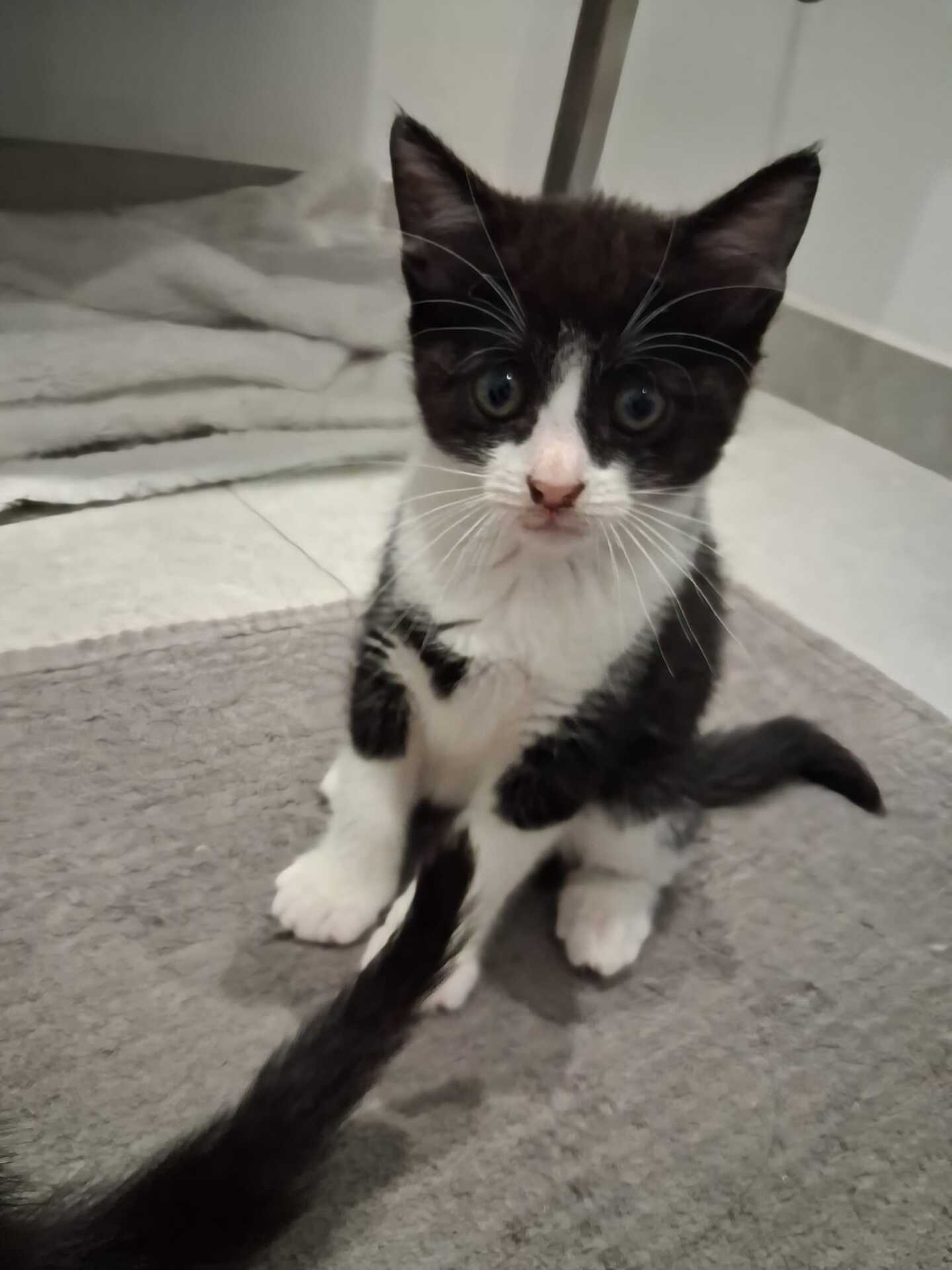Adoption Bijou