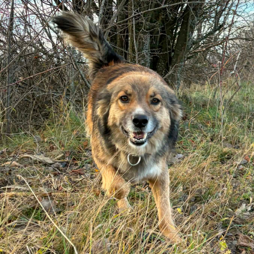 Adopter JOY