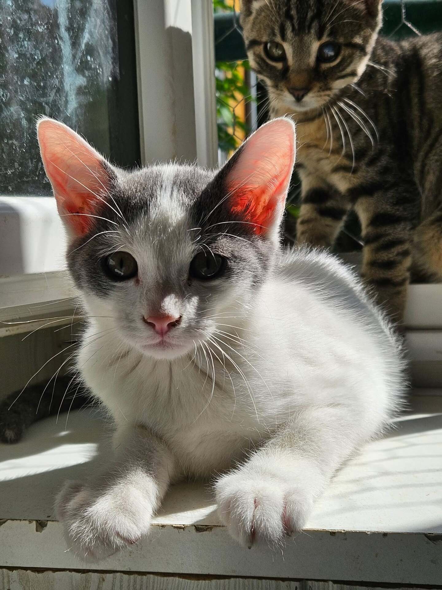 Adopter KITKAT