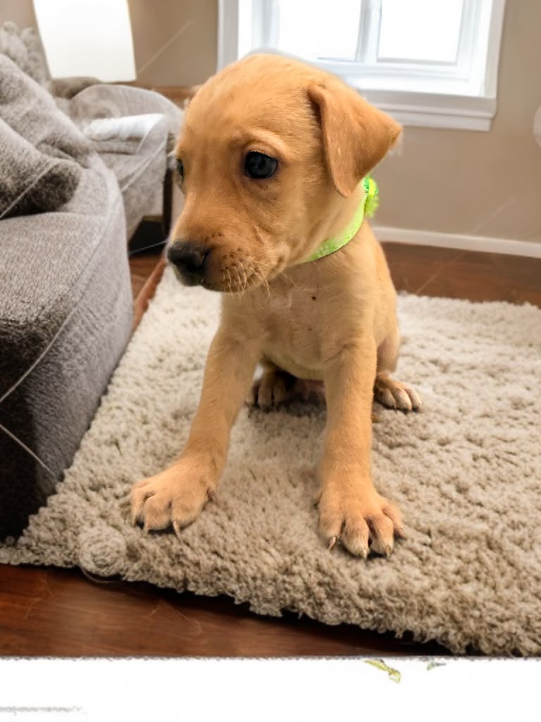 Adoption Ripley