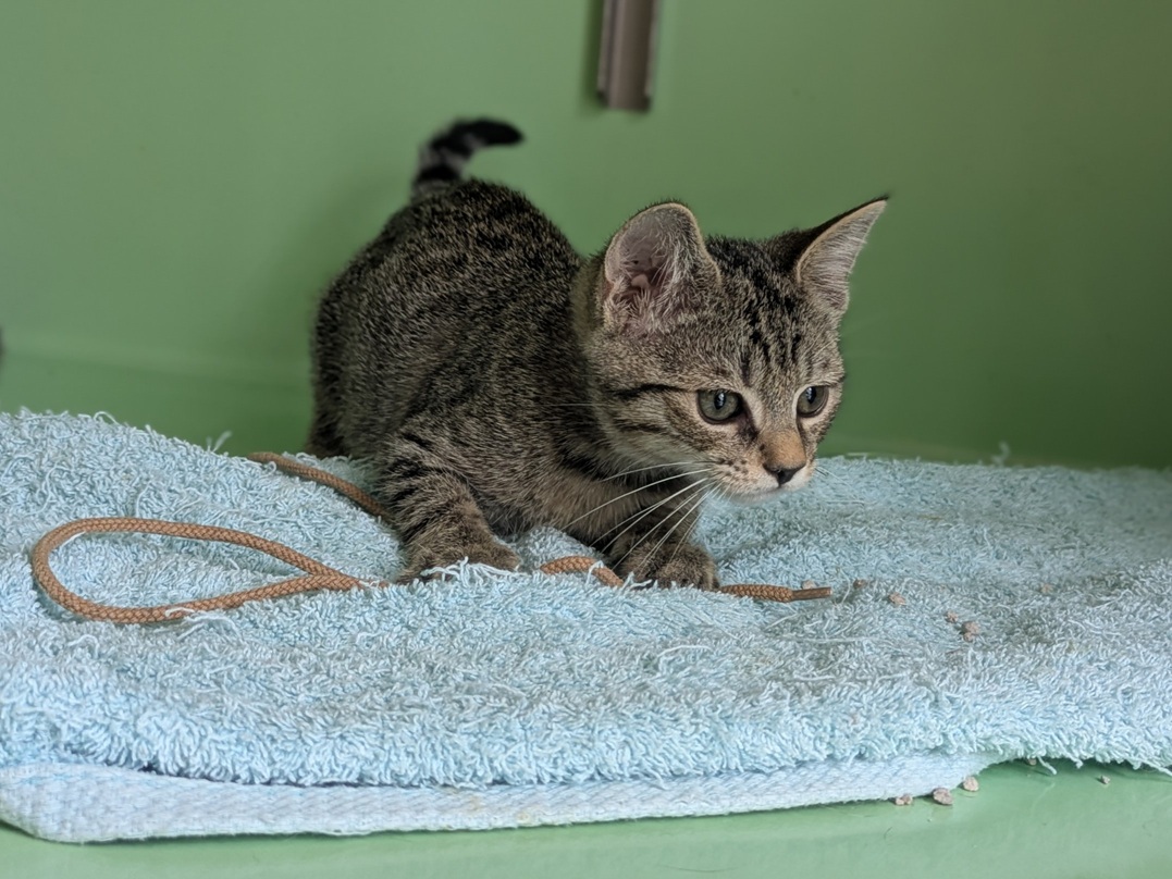 Adoption BETISE