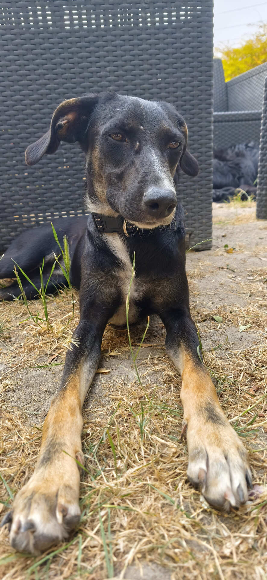Adoption Shania