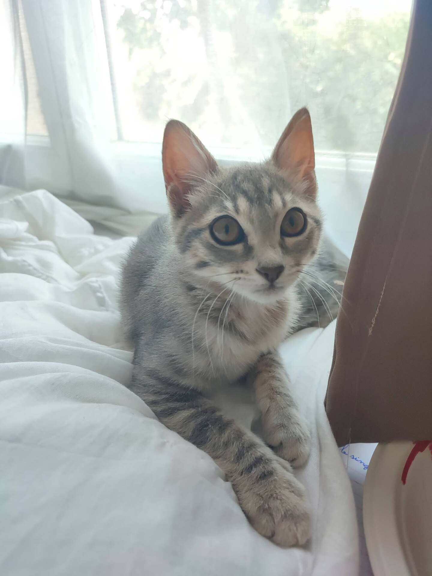 Adopter PERLA