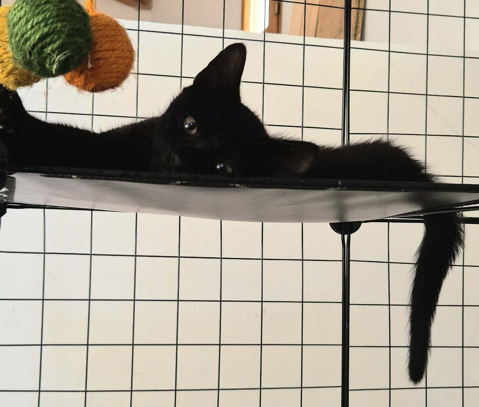 Adopter REGLISSE